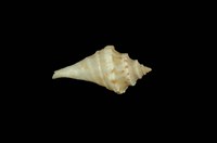 藏品(水字螺)的圖片